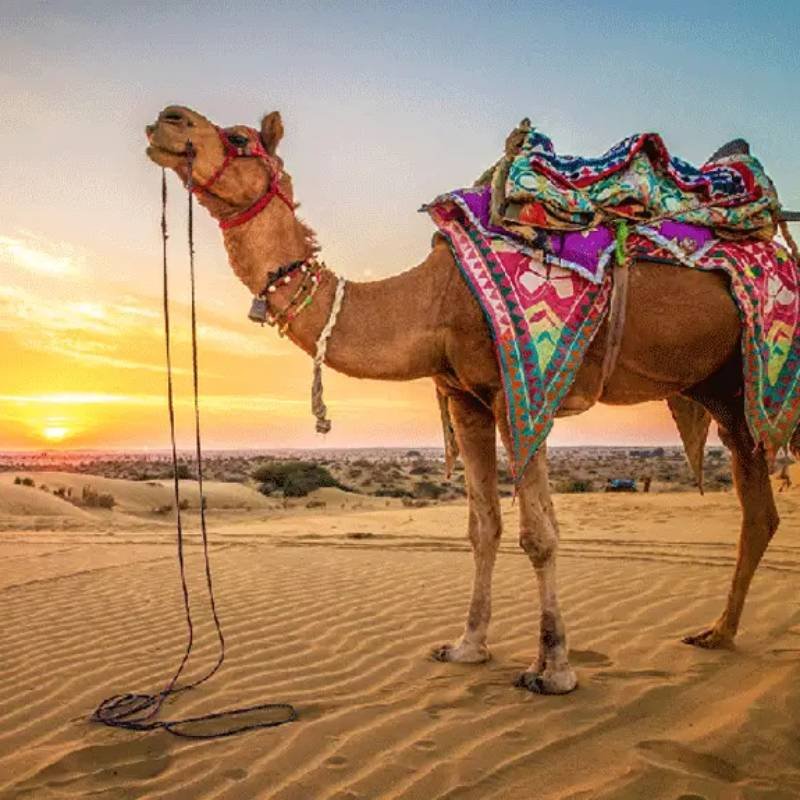 Rajasthan Tour and Travels