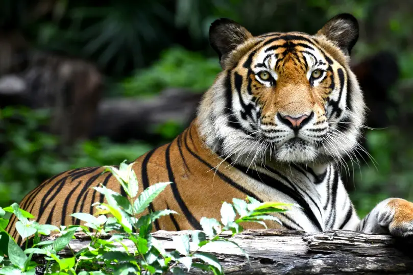 Ajmer To Ranthambore Distance | Ajmer Taxi Services